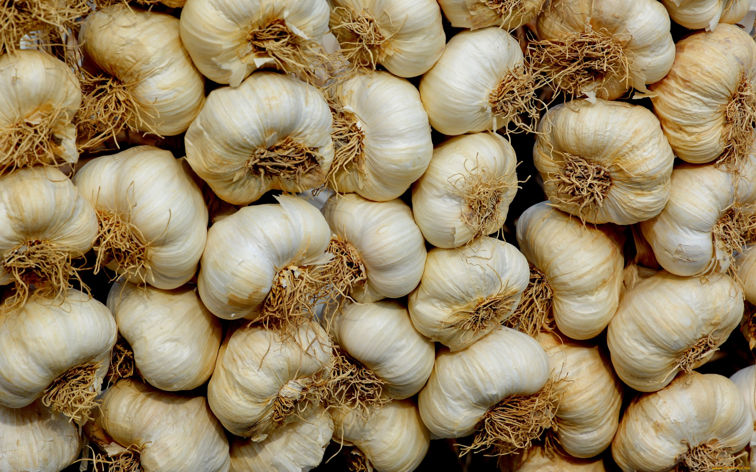 еда, чеснок, урожай, много