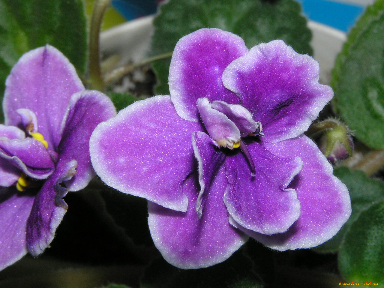 цветы, фиалки