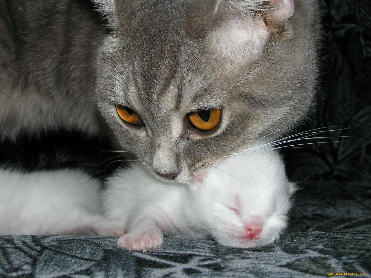 животные, коты