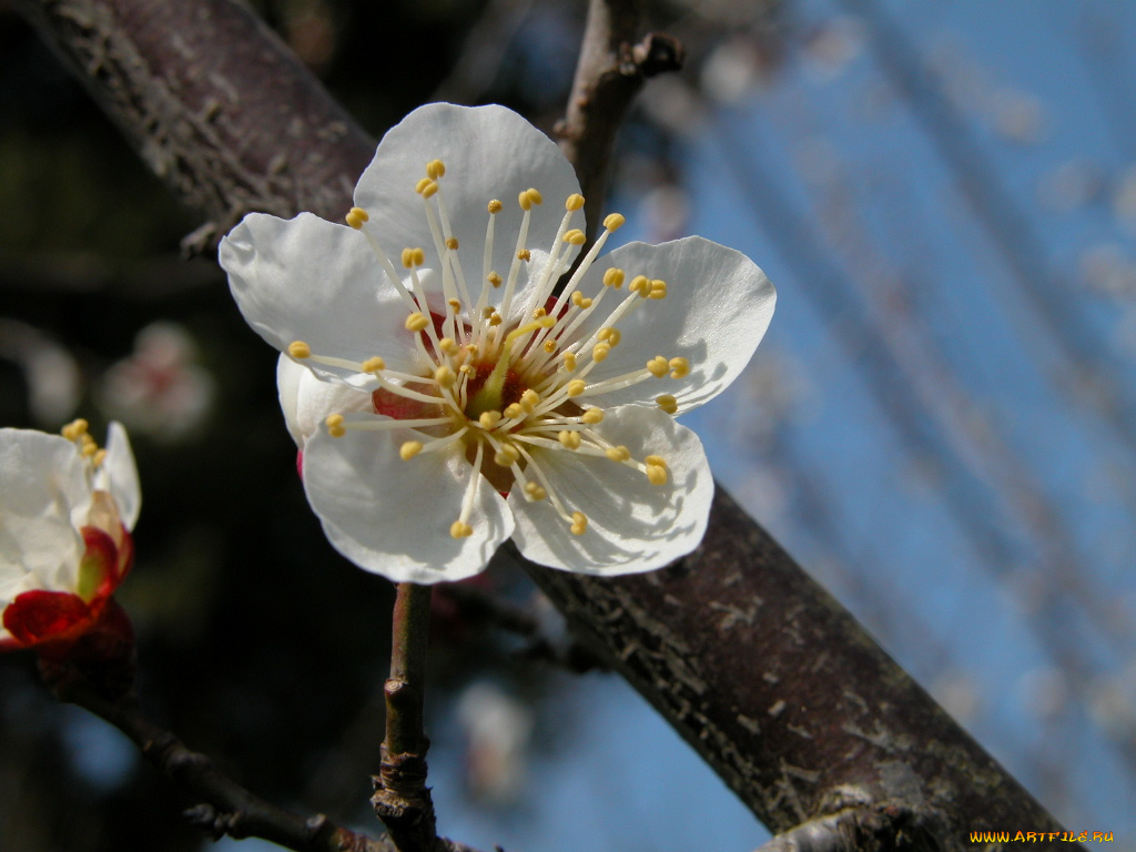 цветы, цветущие, деревья, кустарники