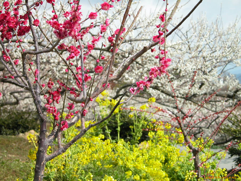 цветы, цветущие, деревья, кустарники