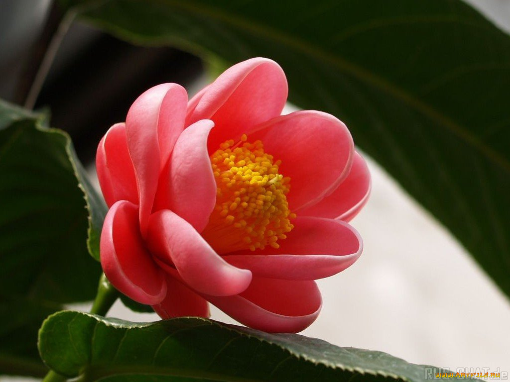 цветы, камелии