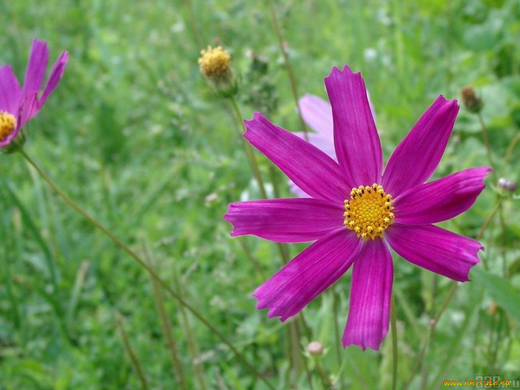 цветы, космея