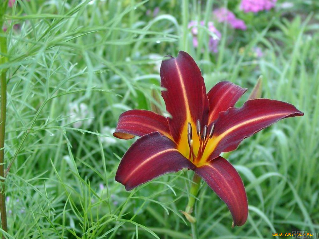 цветы, лилии, лилейники