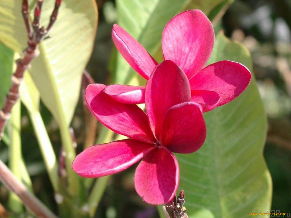 цветы, плюмерия