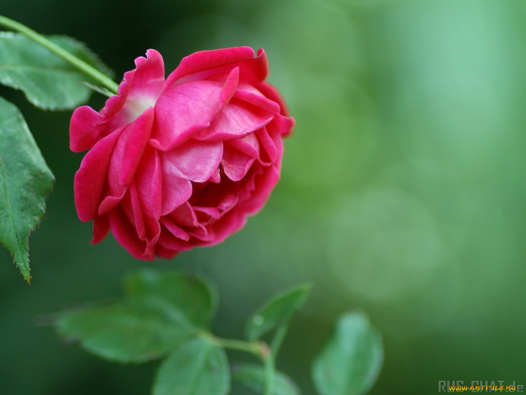 цветы, розы