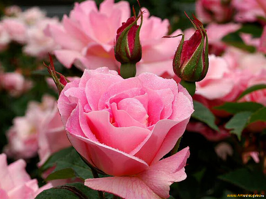 цветы, розы