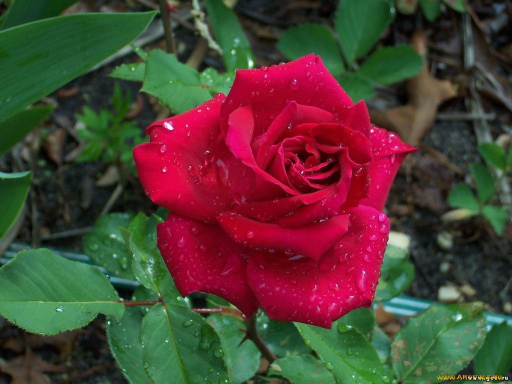 цветы, розы