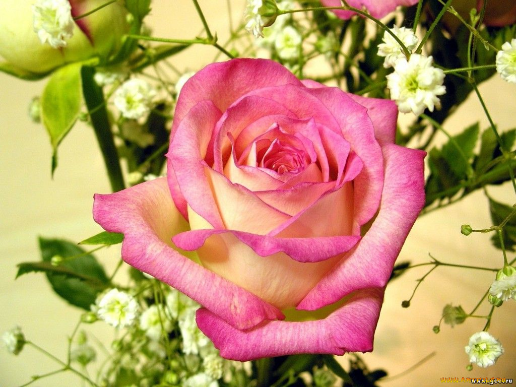 цветы, розы