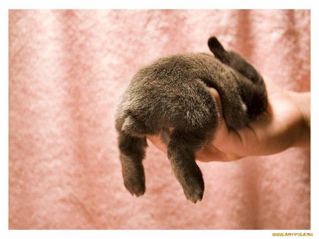 животные, кролики, зайцы