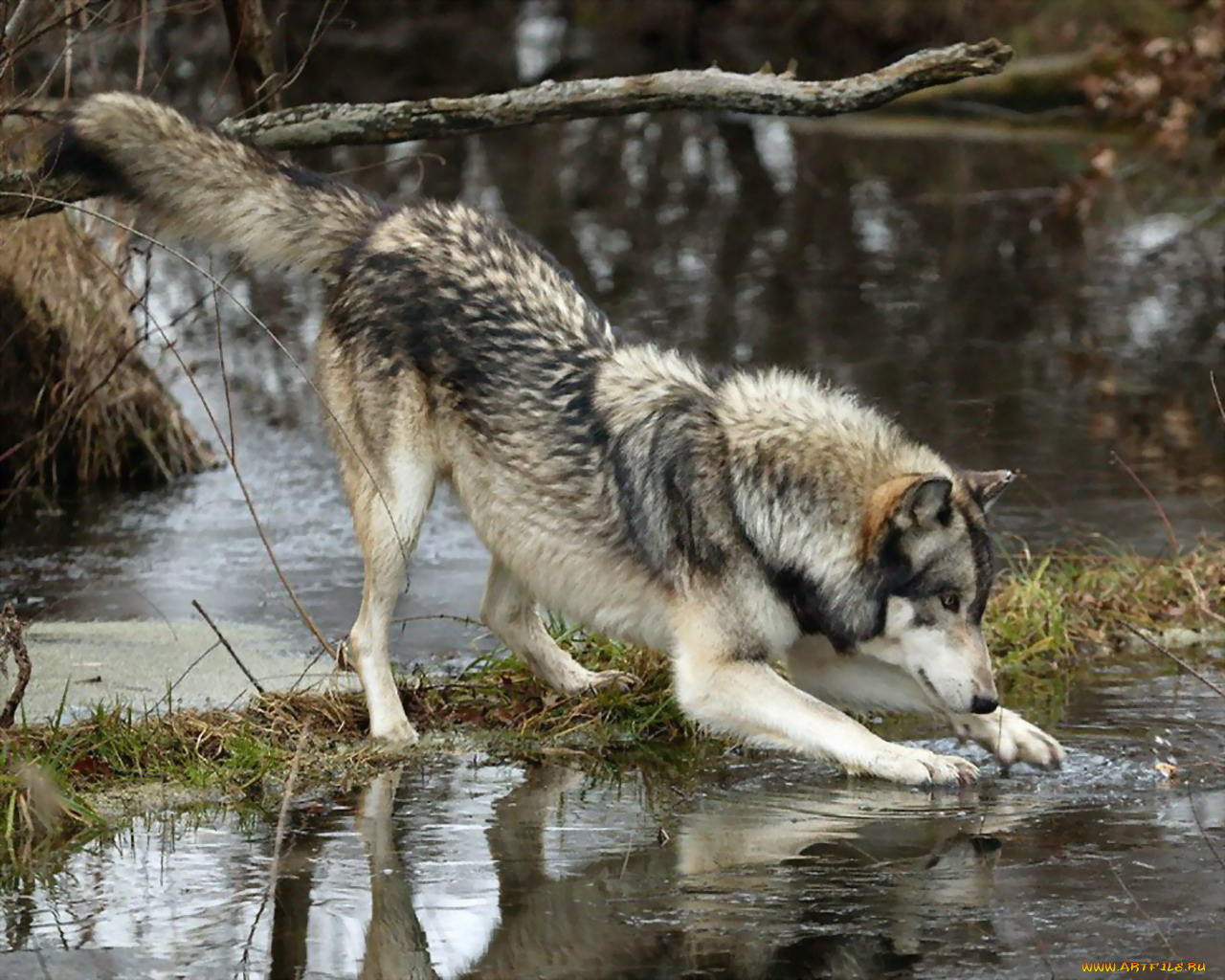 животные, волки