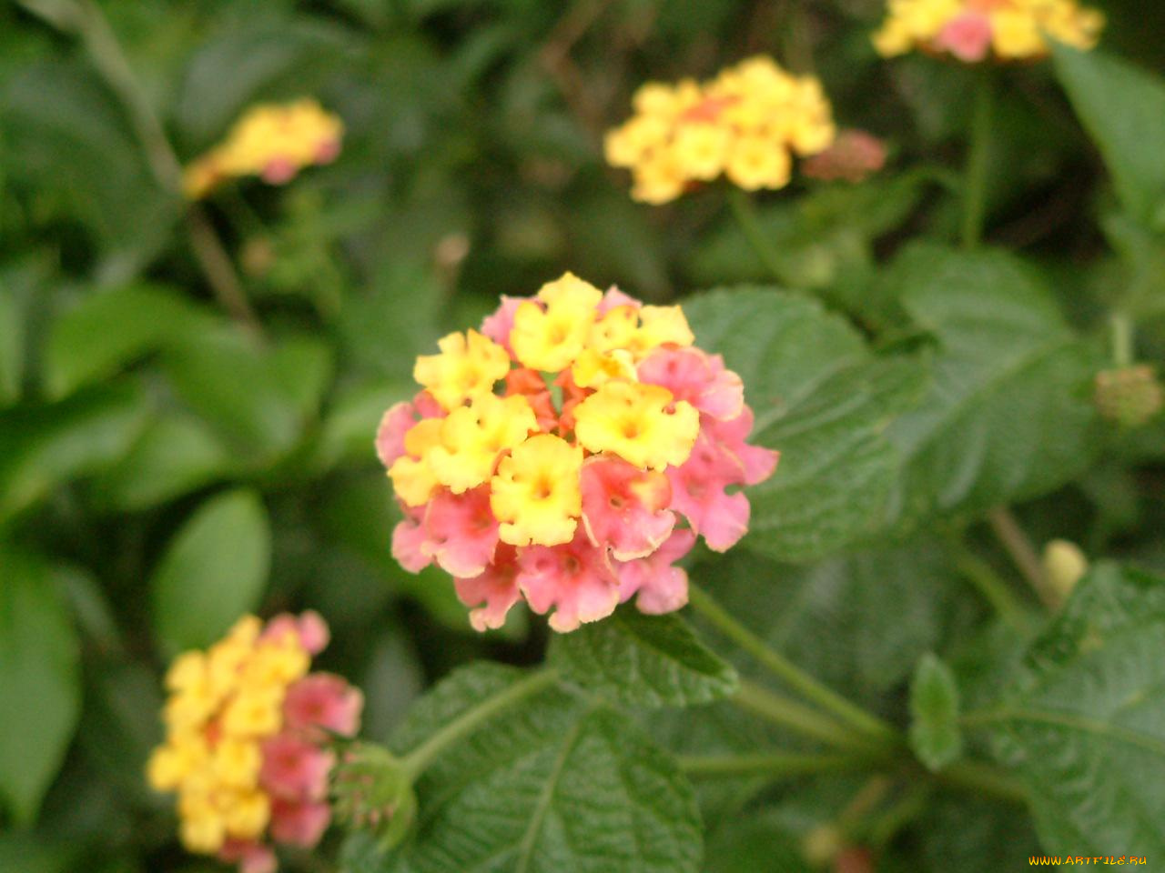 цветы, лантана, вербена