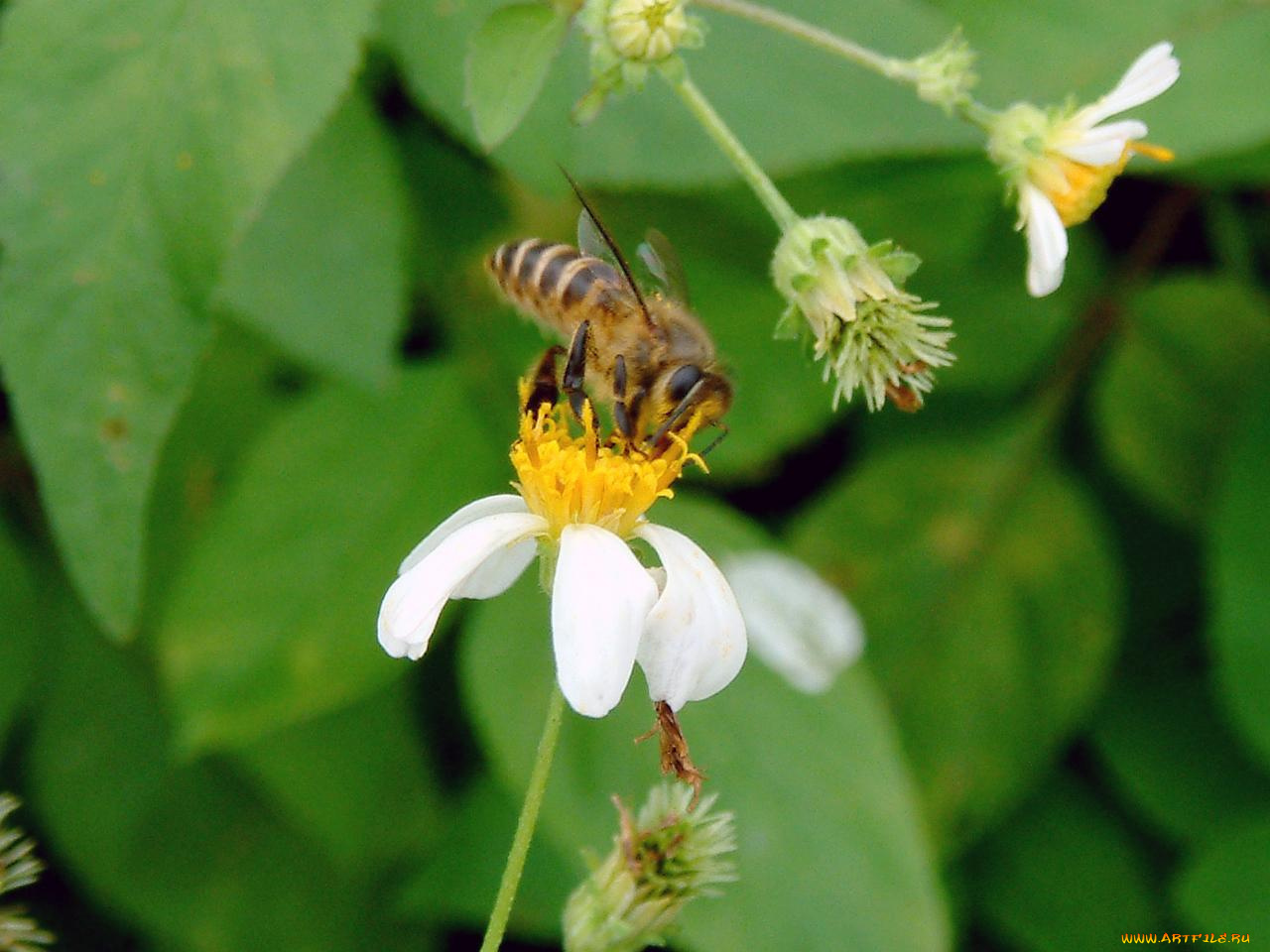 животные, пчелы, осы, шмели