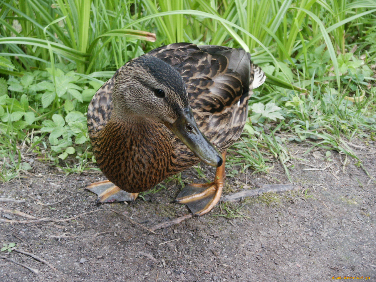 животные, утки