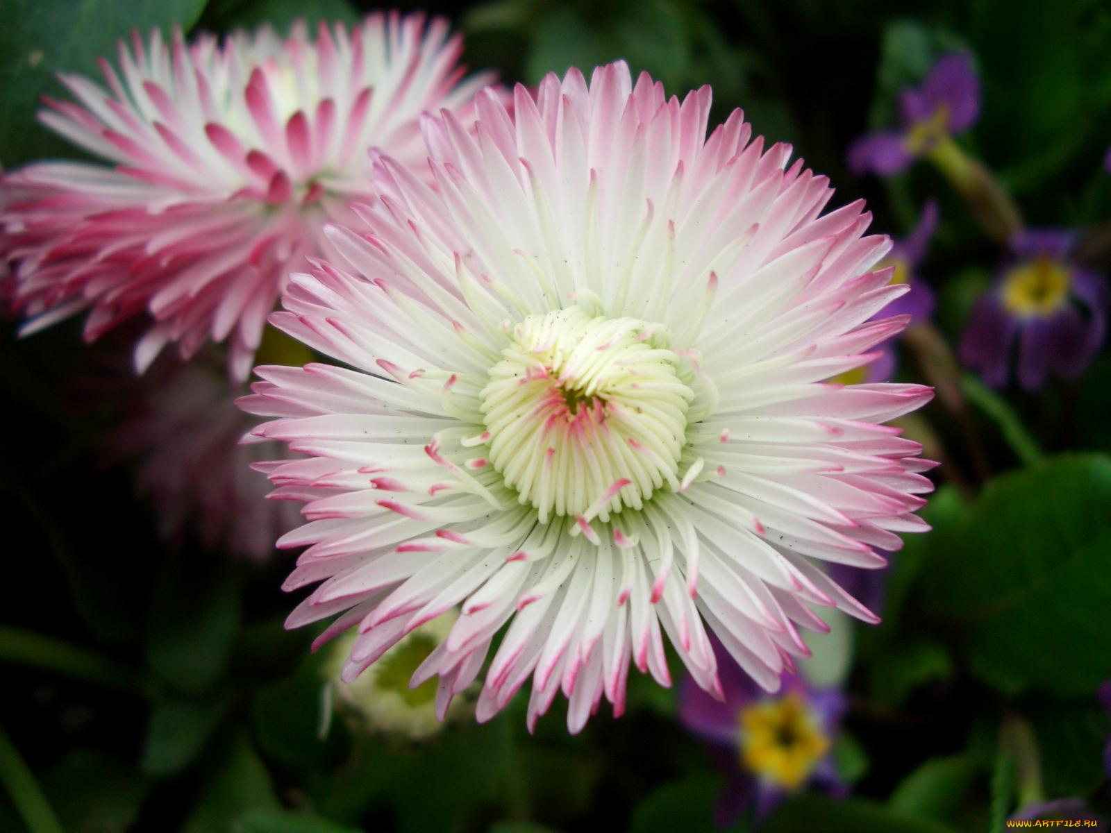 цветы, маргаритки