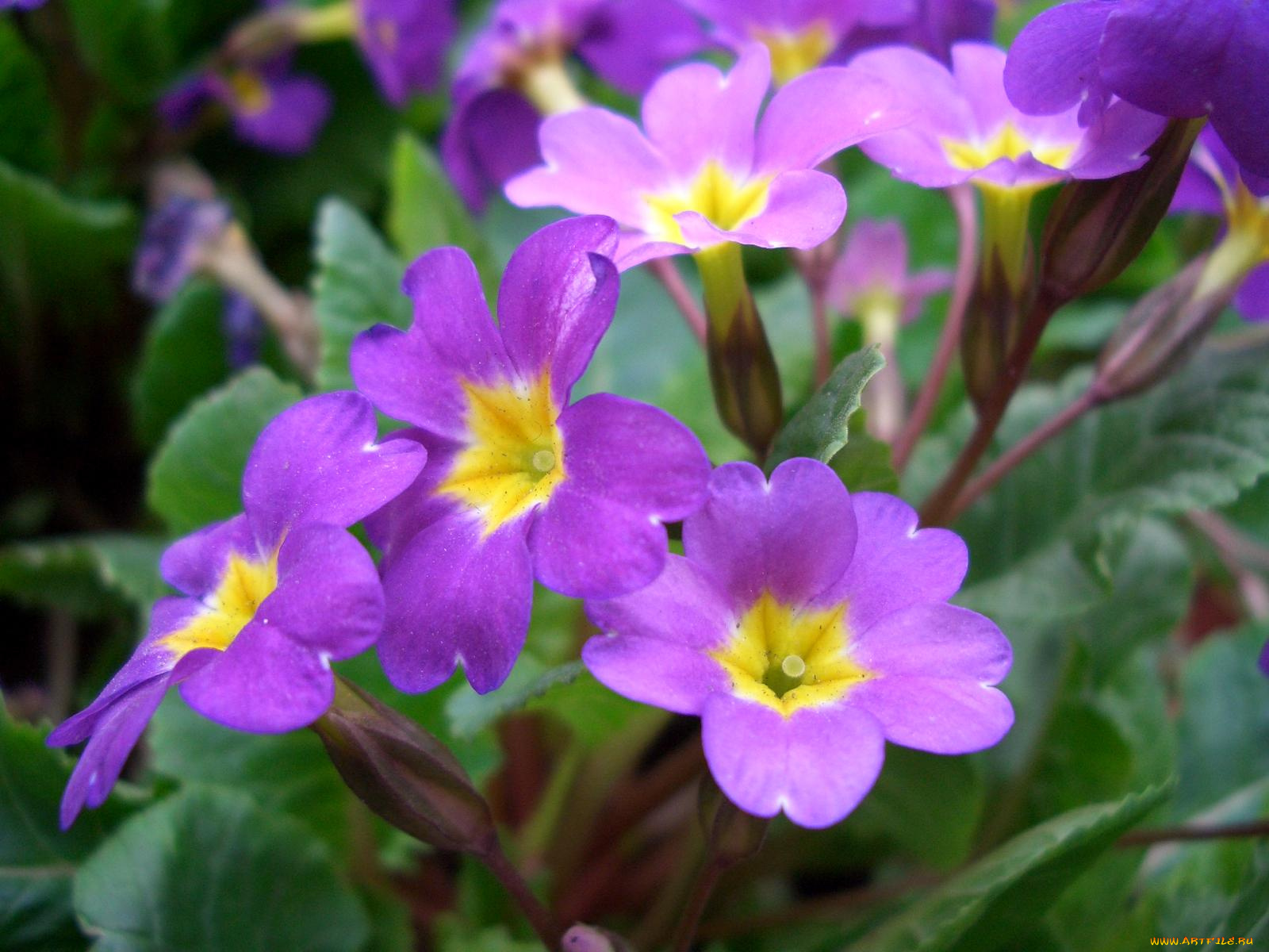 цветы, примулы