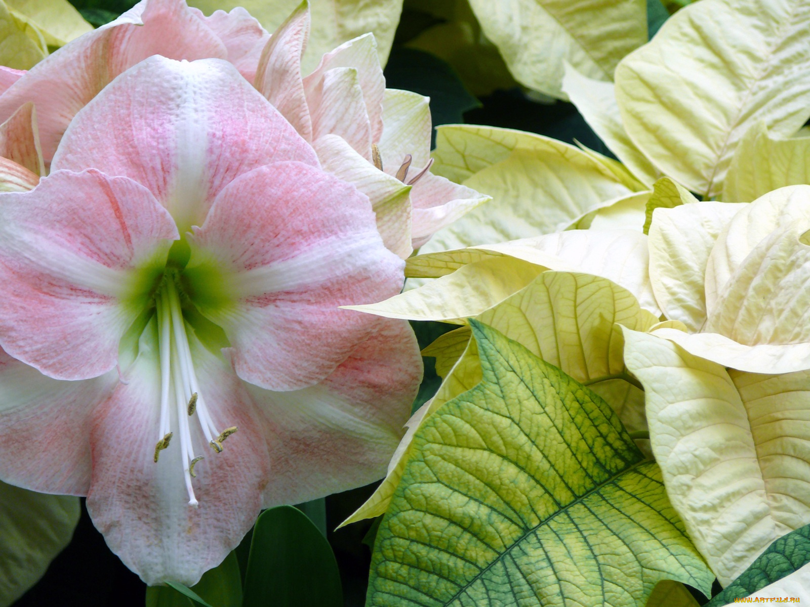 цветы, разные, вместе