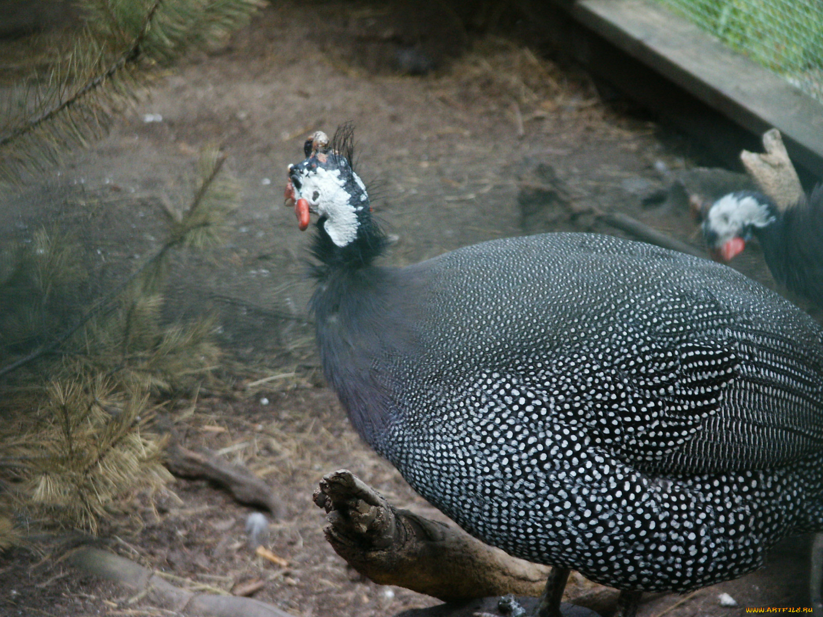 животные, птицы