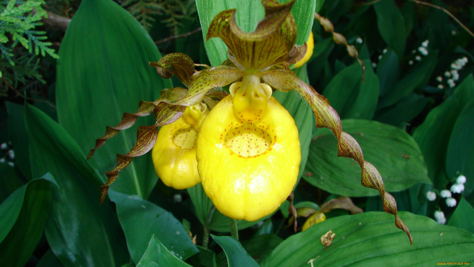 цветы, орхидеи