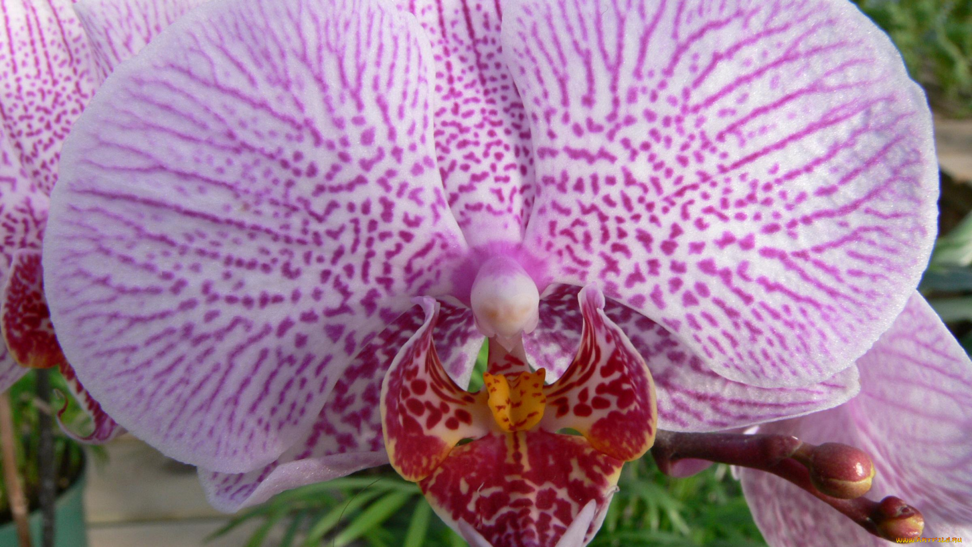 цветы, орхидеи