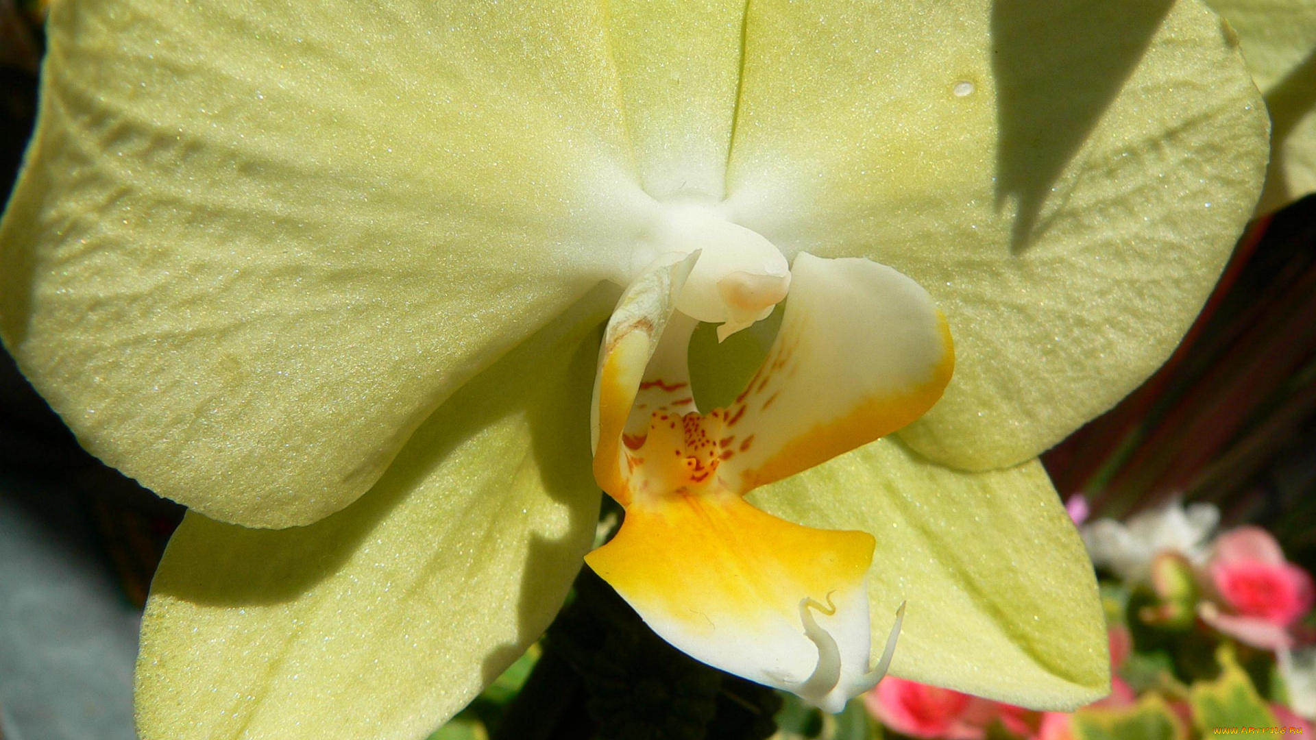 цветы, орхидеи