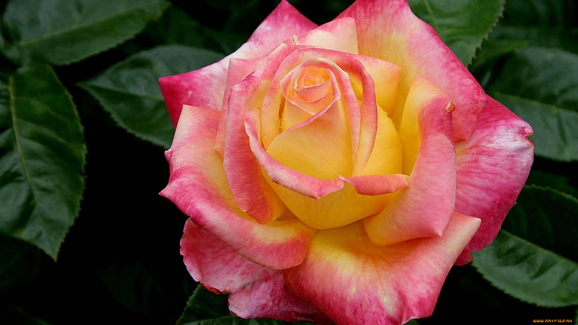 цветы, розы