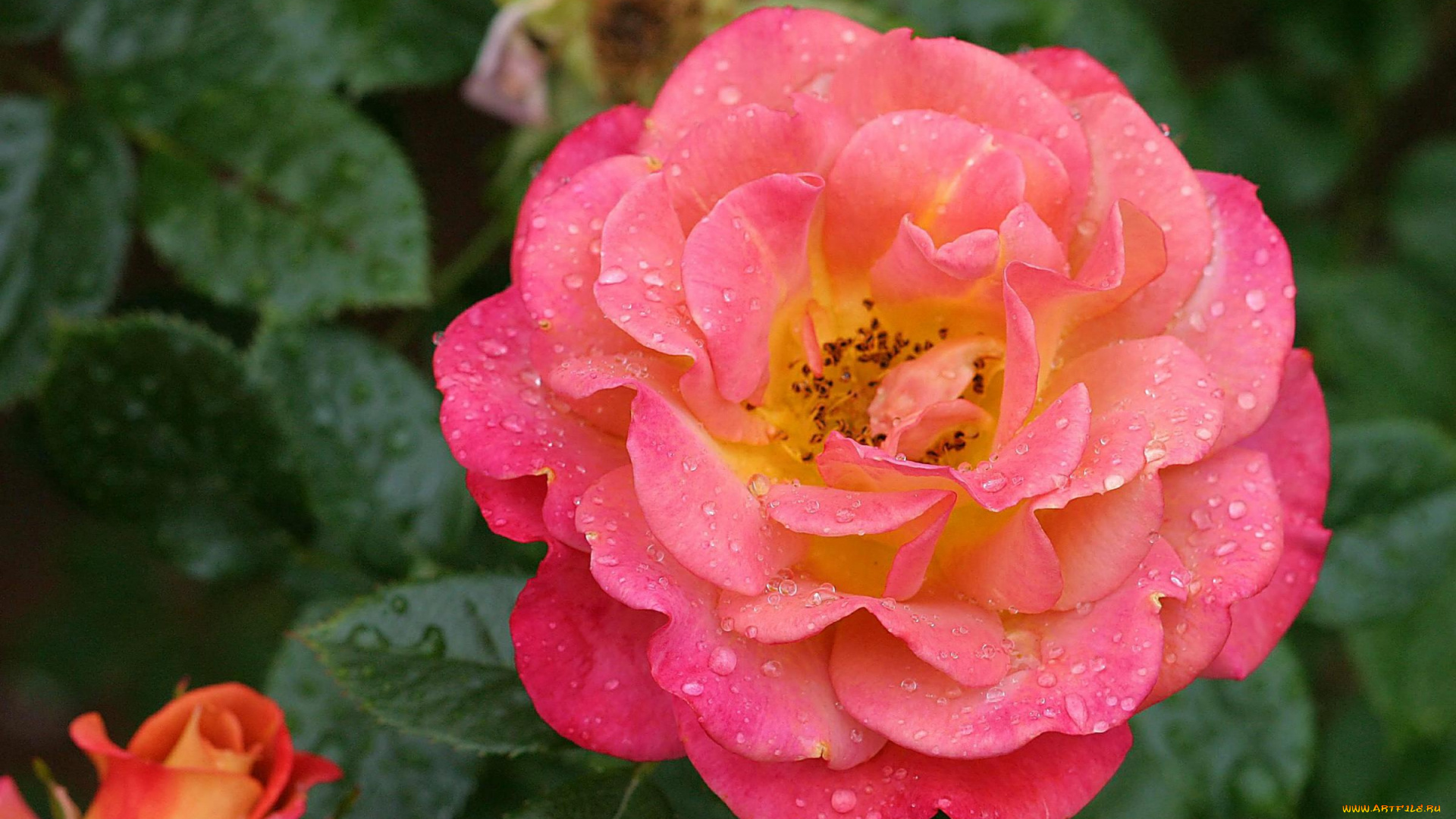 цветы, розы