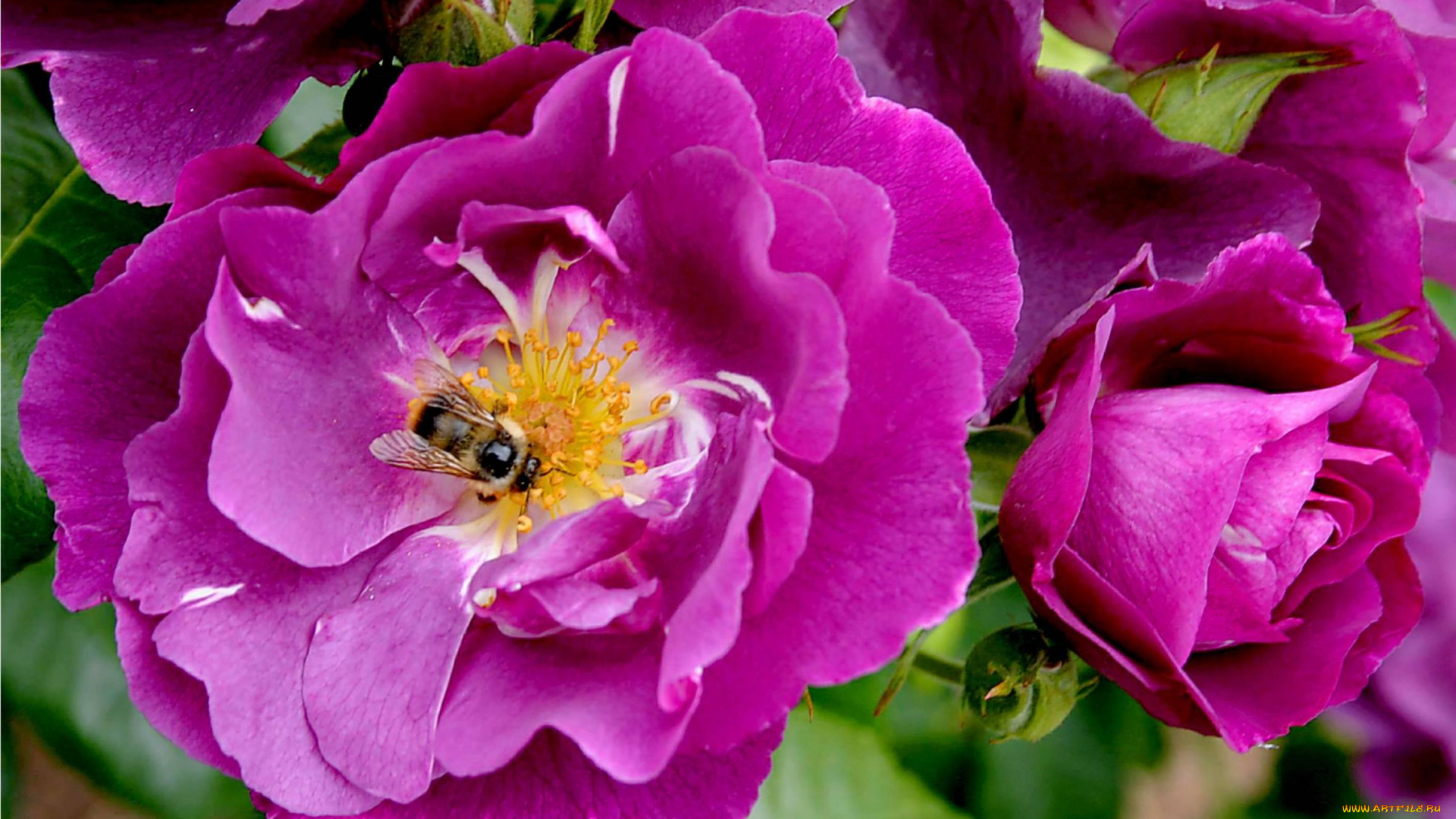 цветы, розы