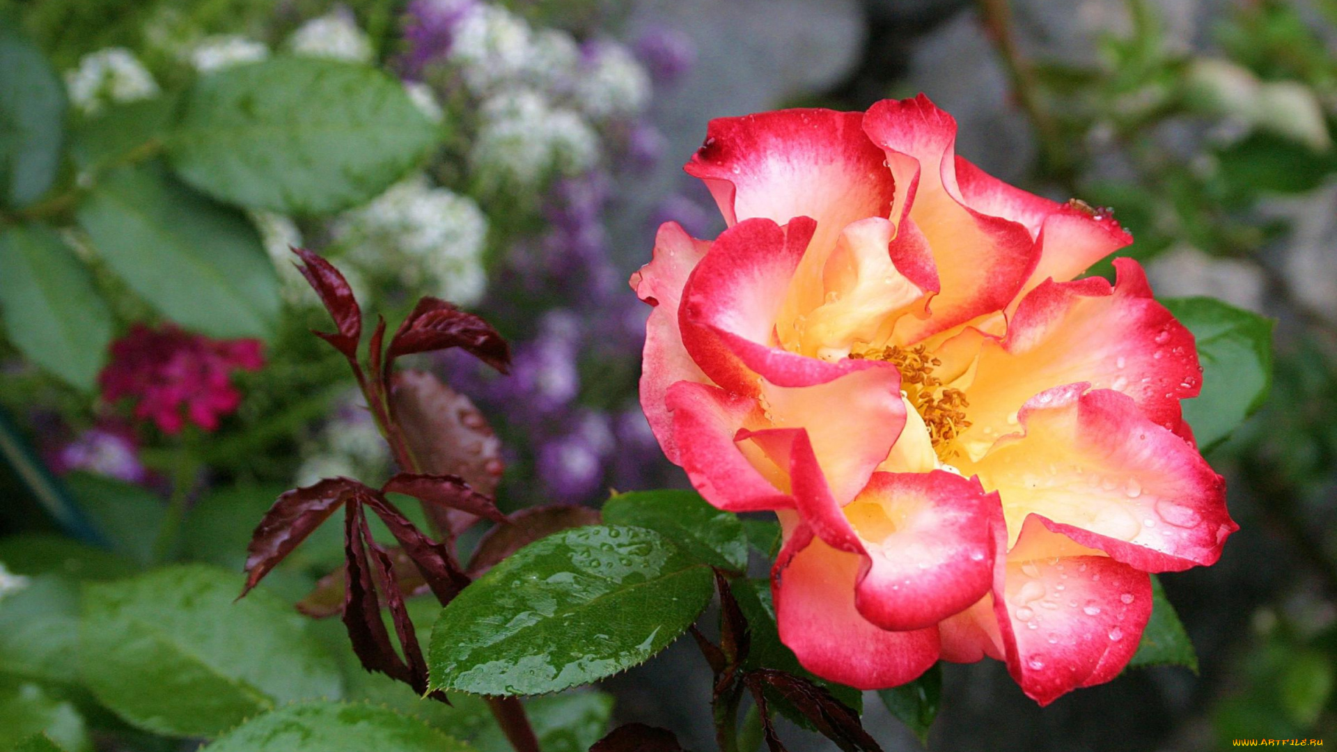 цветы, шиповник