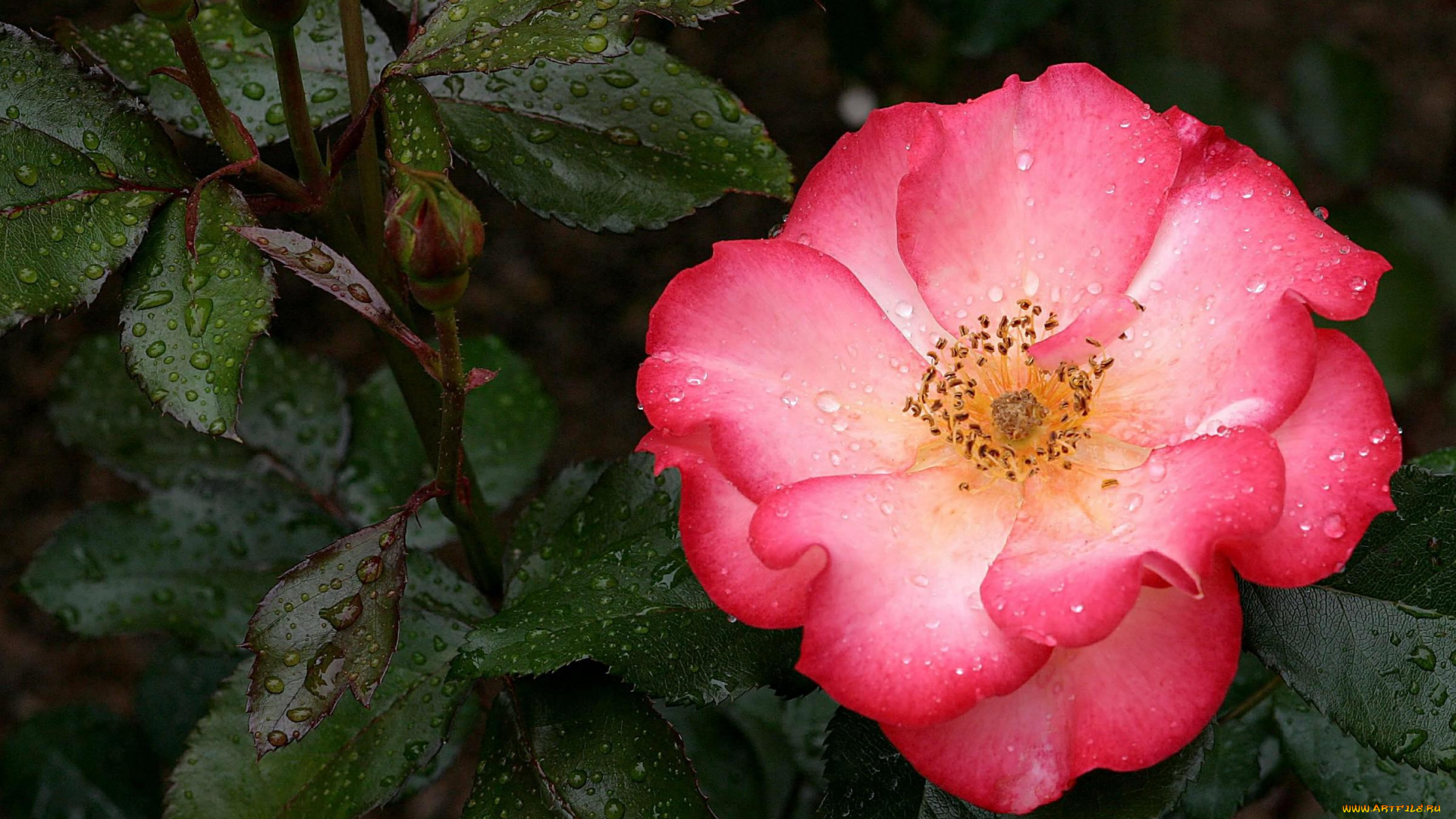 цветы, шиповник