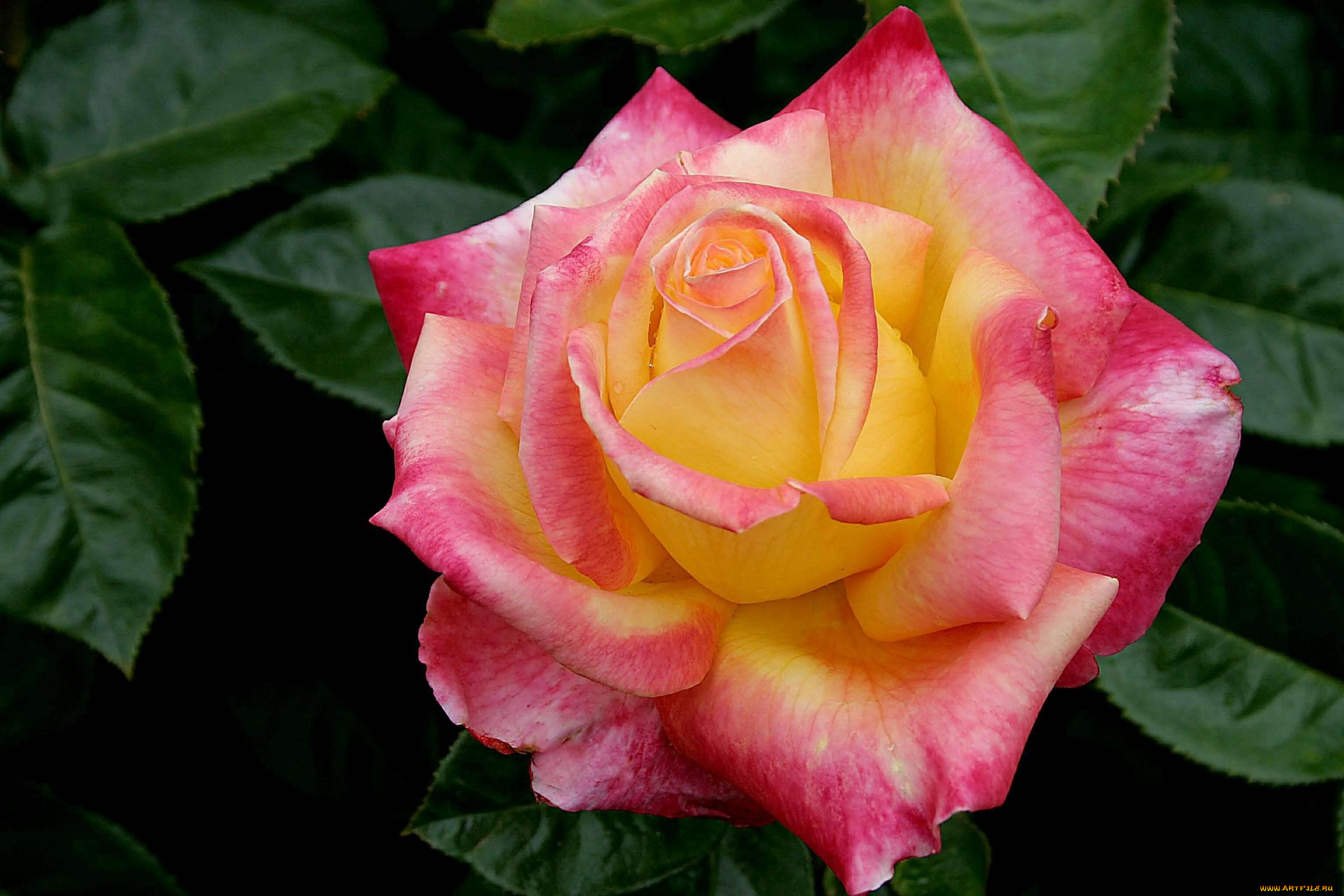 цветы, розы