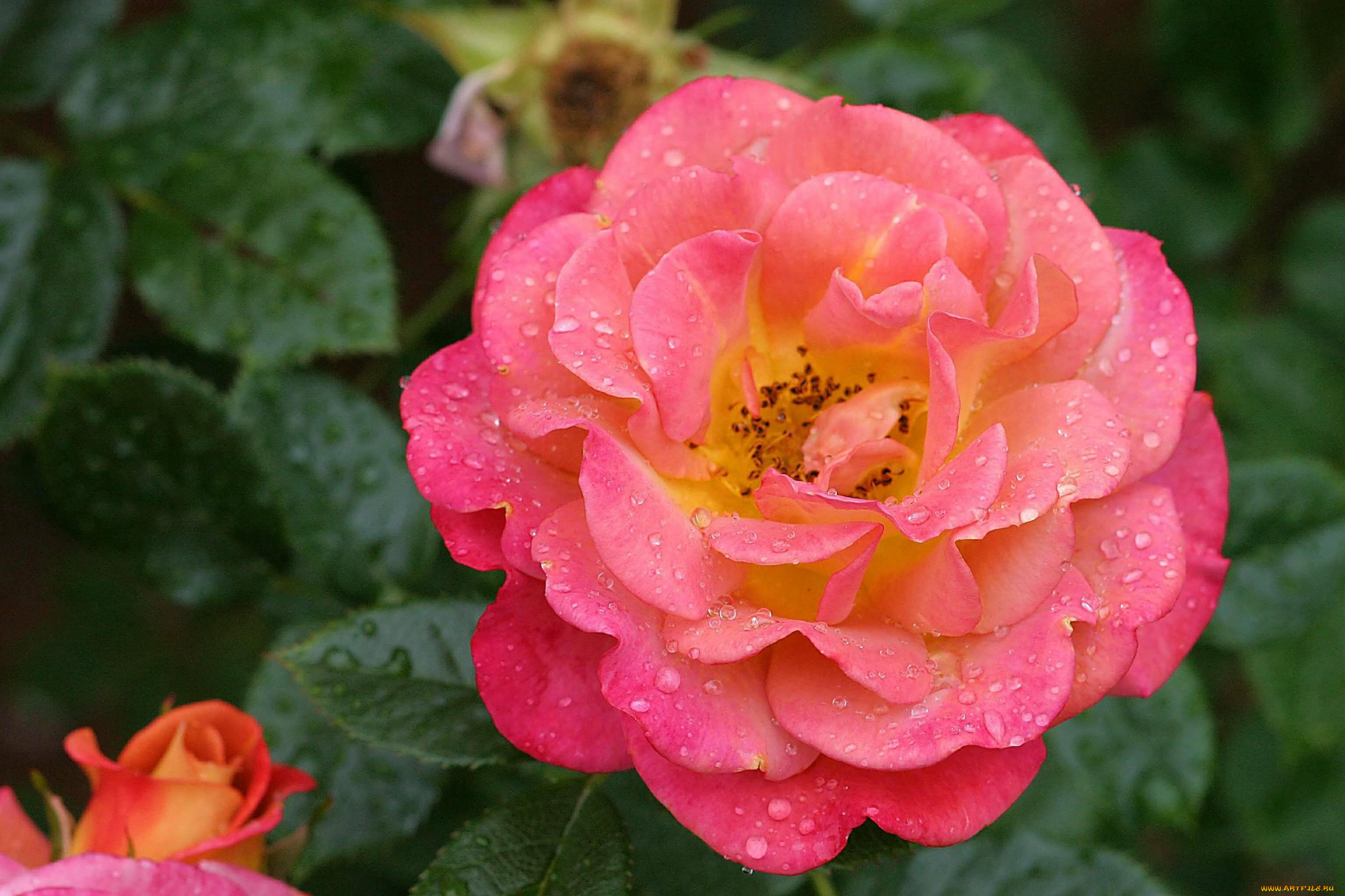 цветы, розы