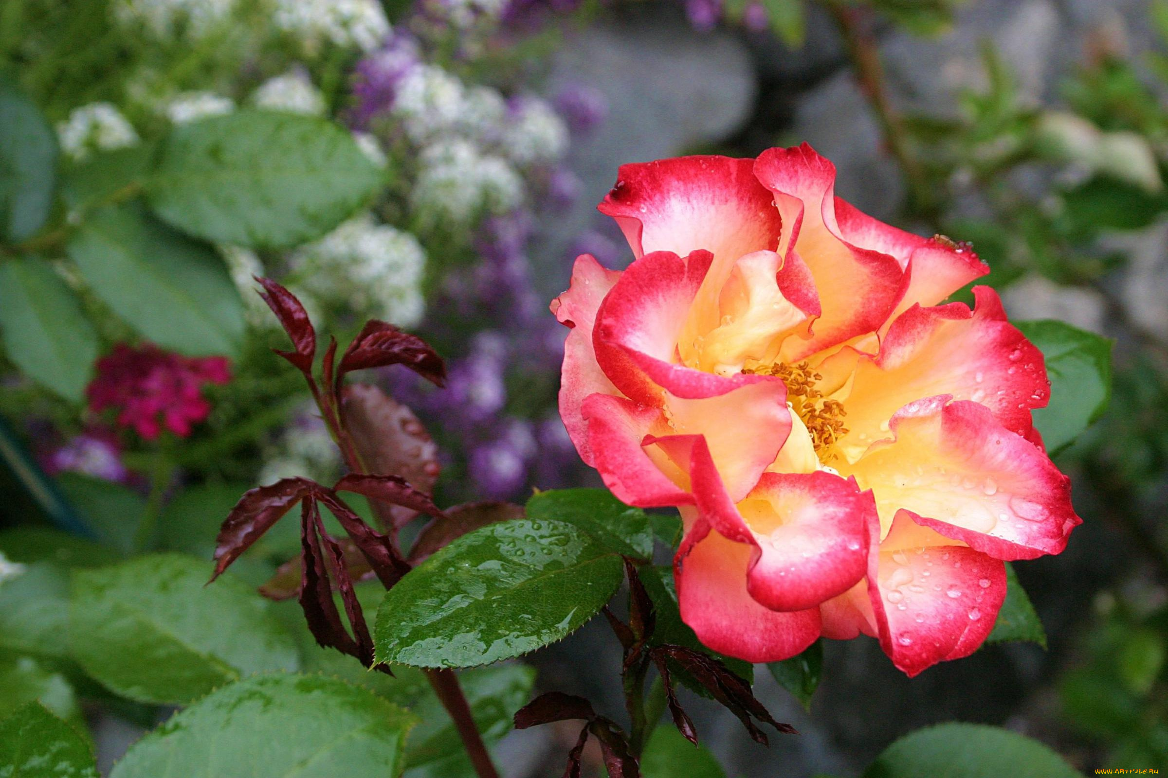 цветы, шиповник