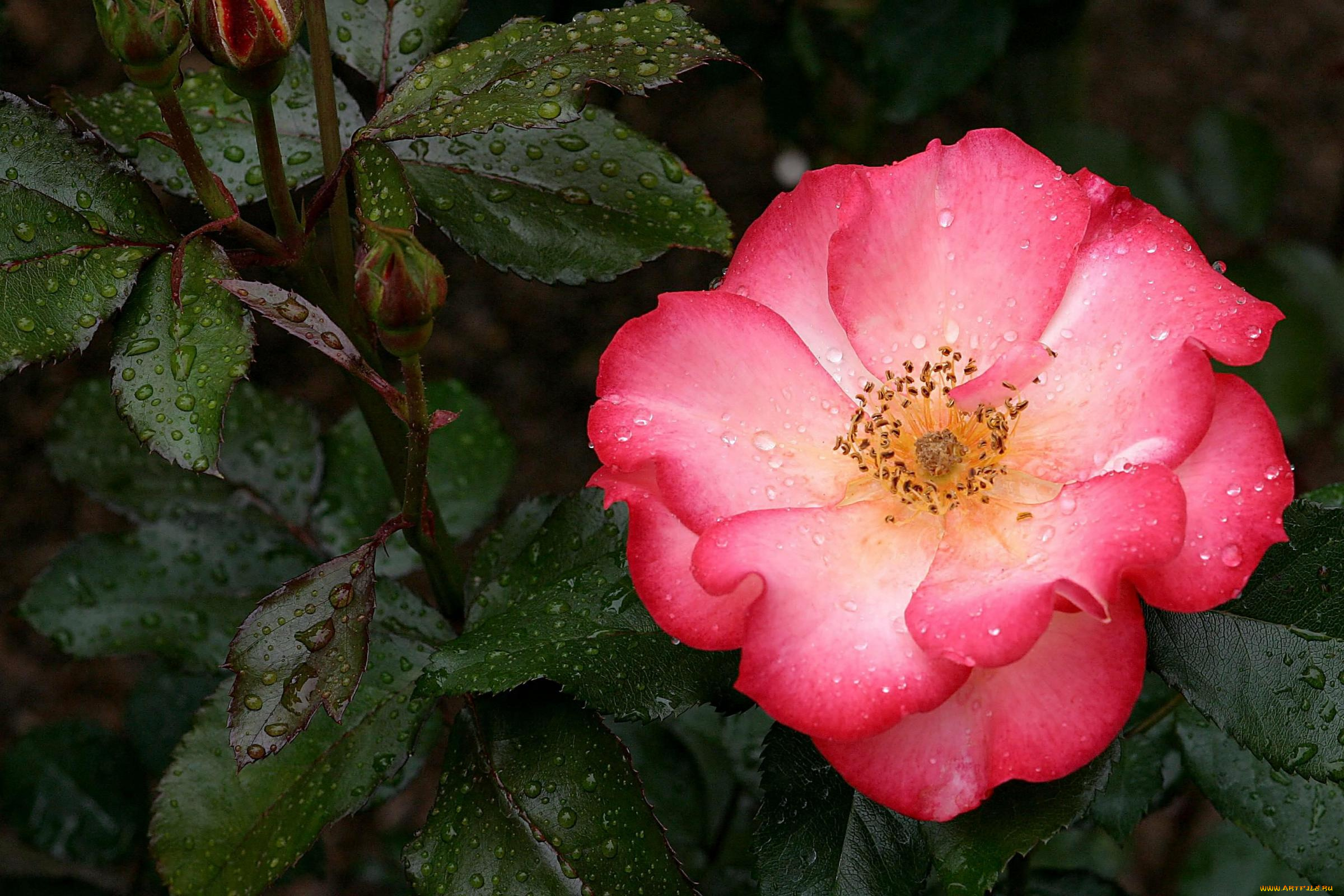 цветы, шиповник