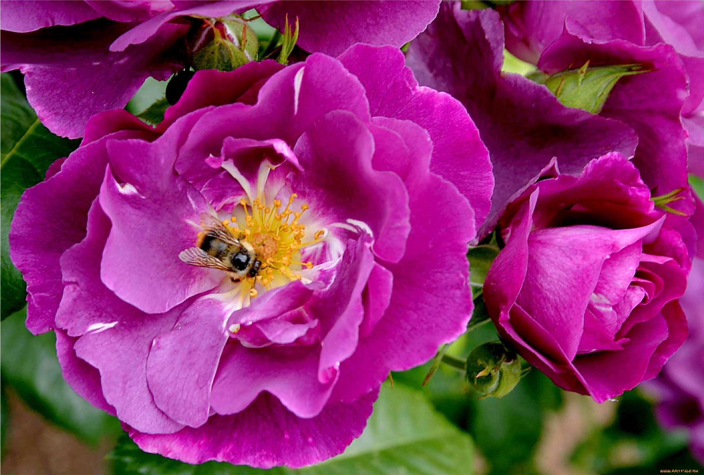 цветы, розы