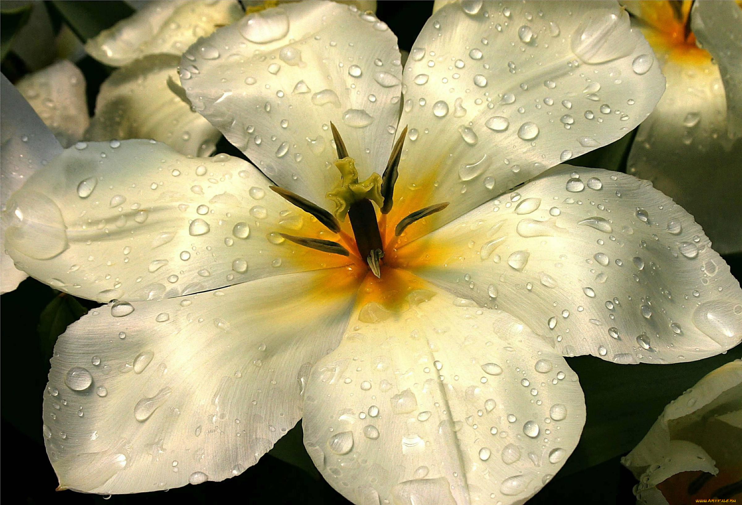 цветы, тюльпаны