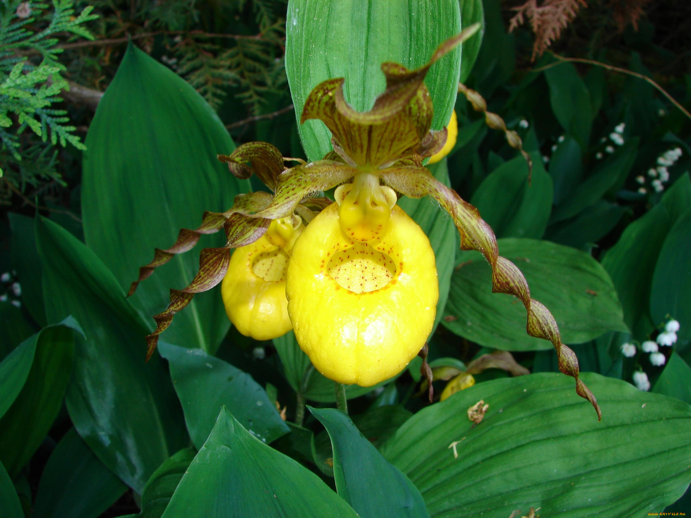 цветы, орхидеи