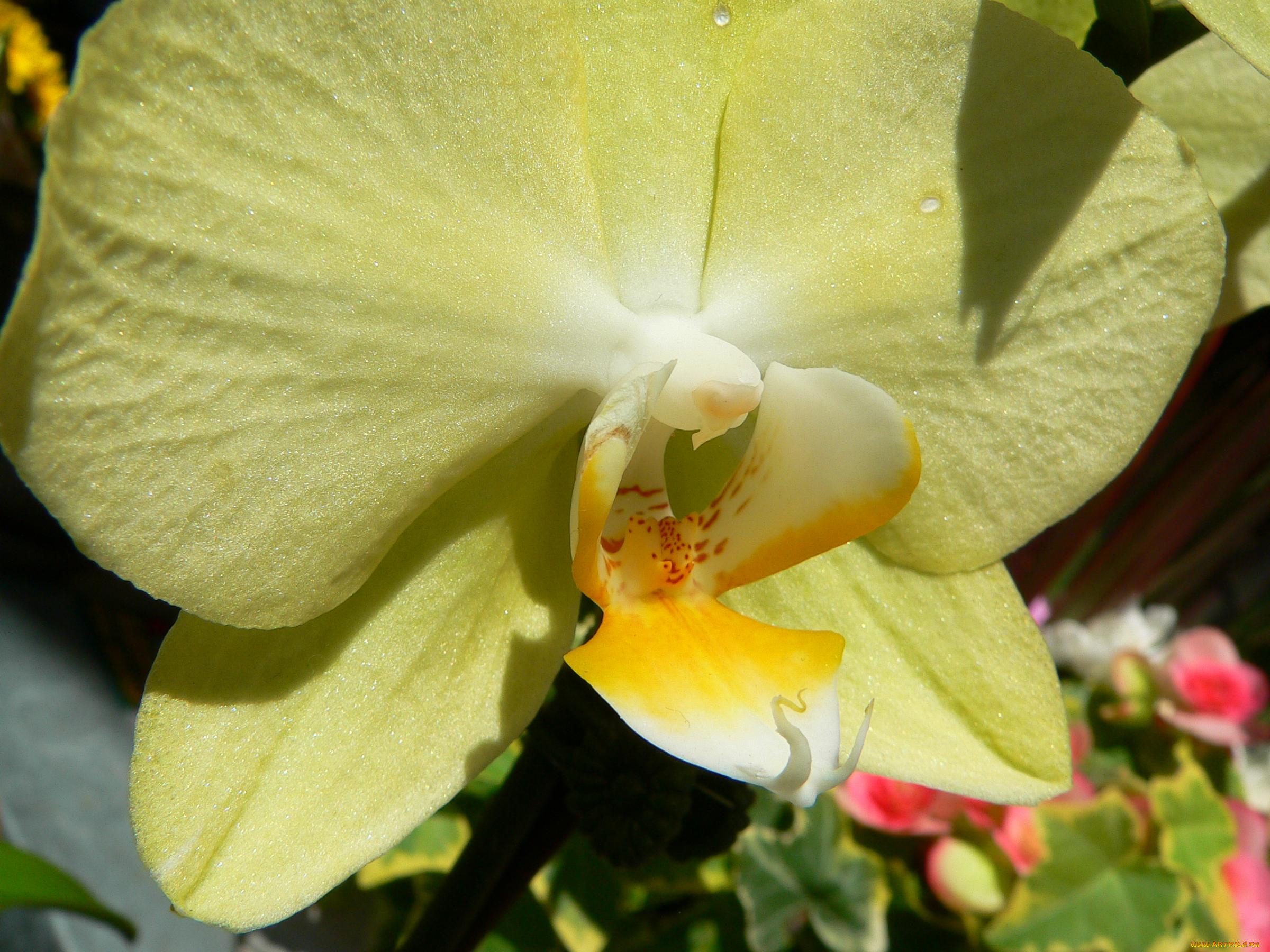 цветы, орхидеи