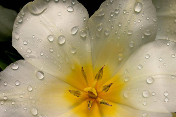 обоя цветы, тюльпаны