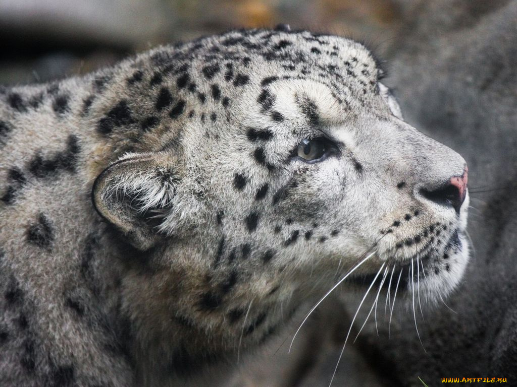 животные, снежный, барс, ирбис