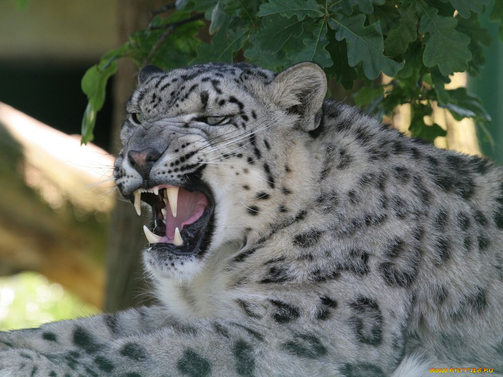 животные, снежный, барс, ирбис