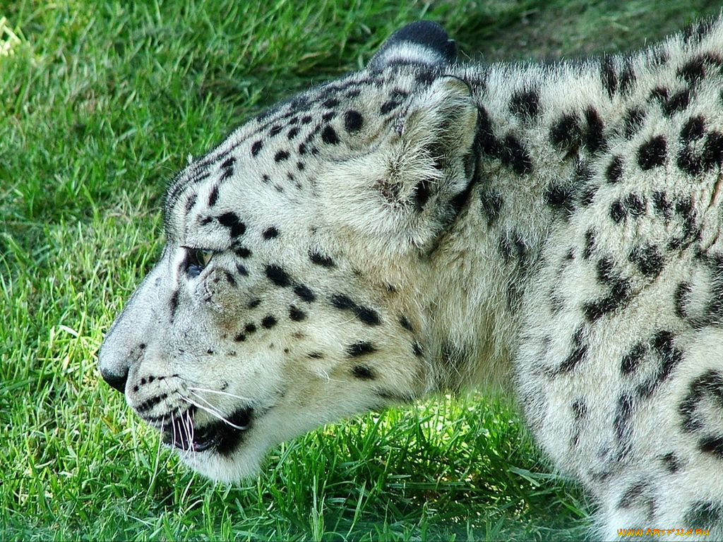 животные, снежный, барс, ирбис