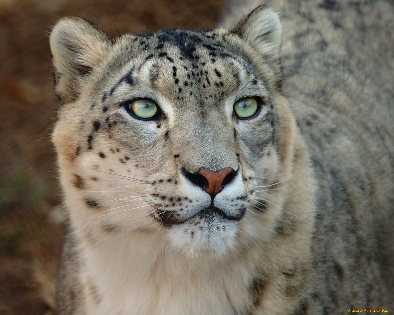 животные, снежный, барс, ирбис