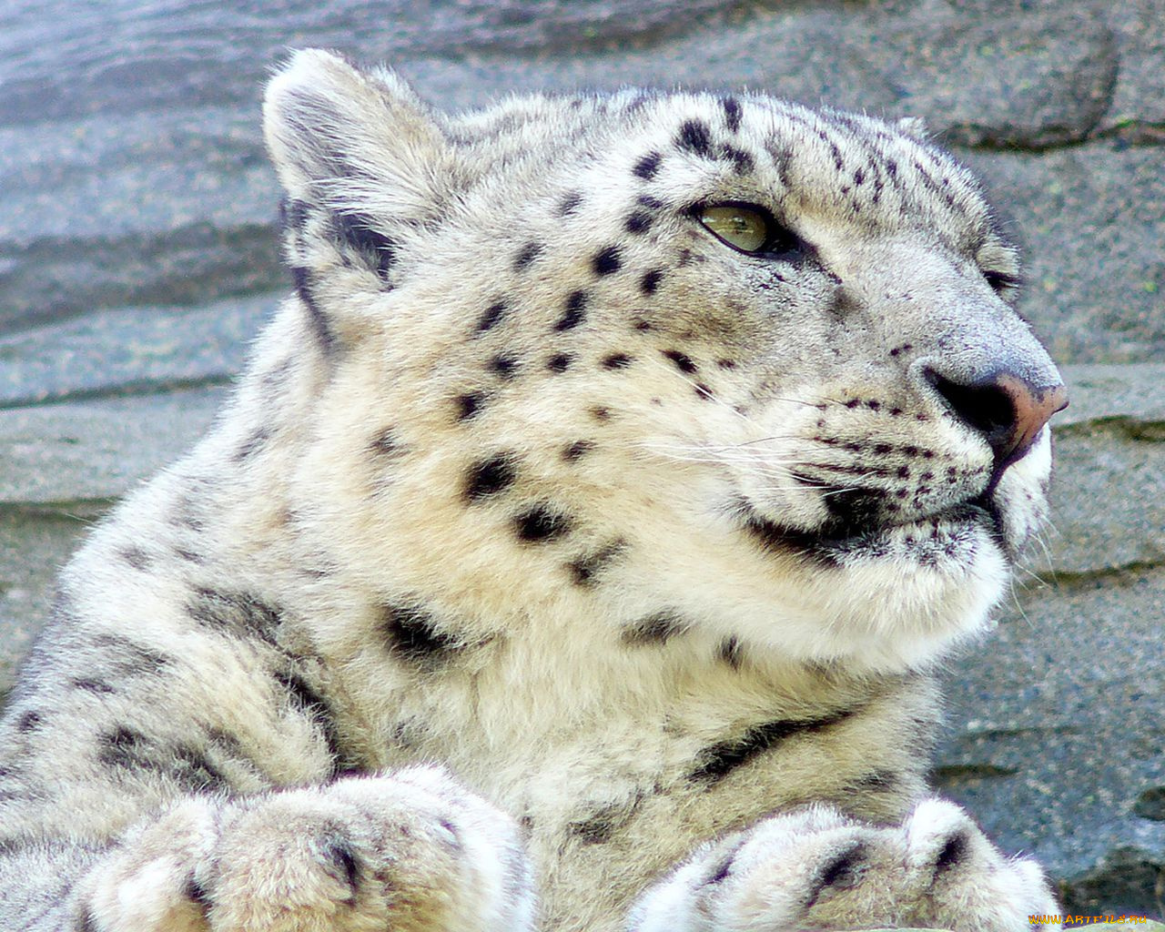 животные, снежный, барс, ирбис