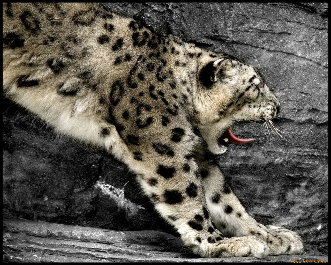 животные, снежный, барс, ирбис