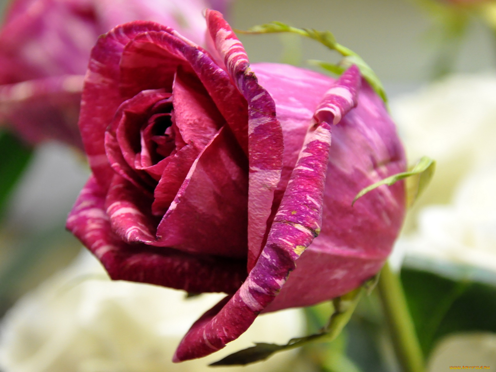 цветы, розы