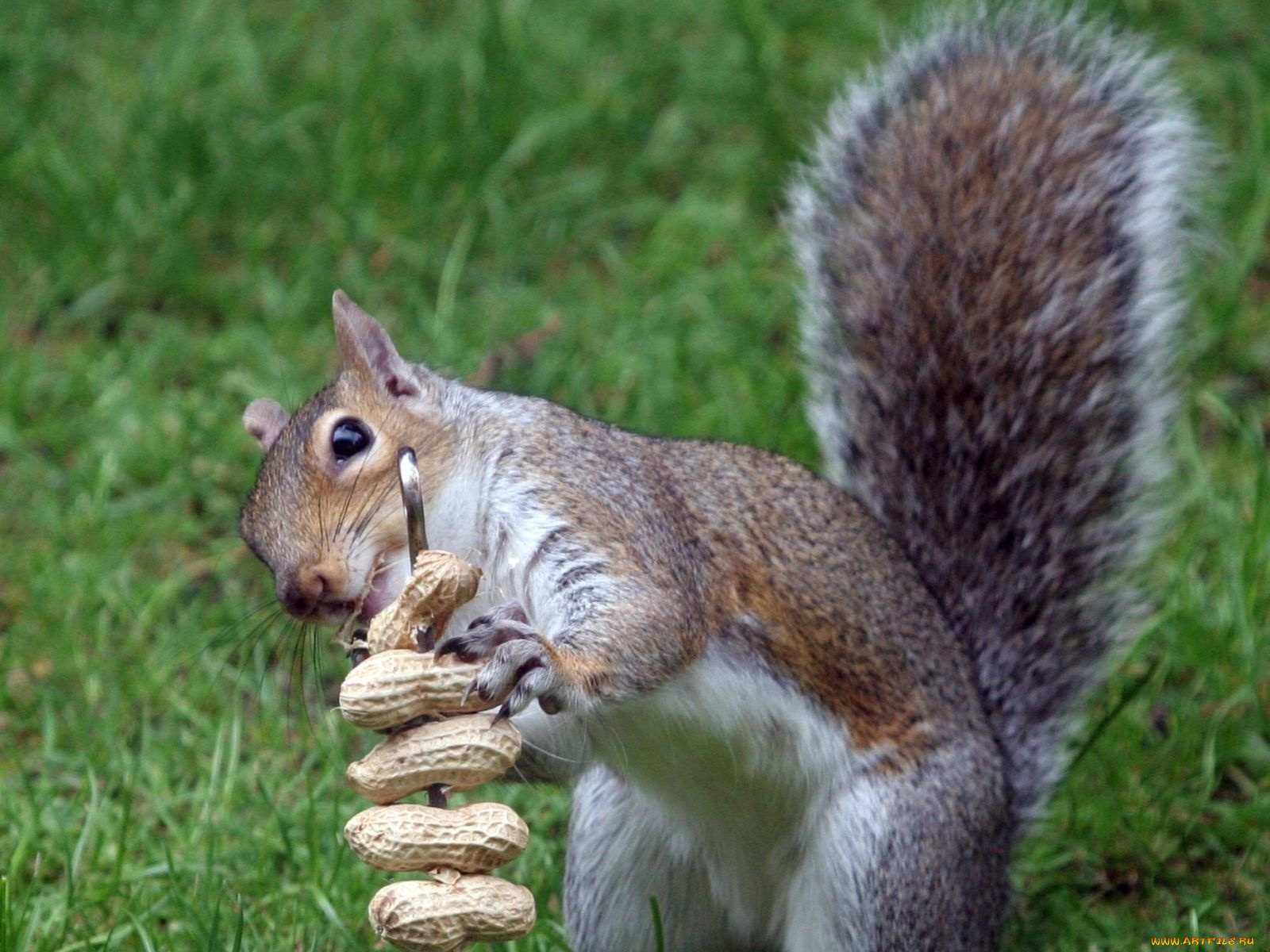 животные, белки