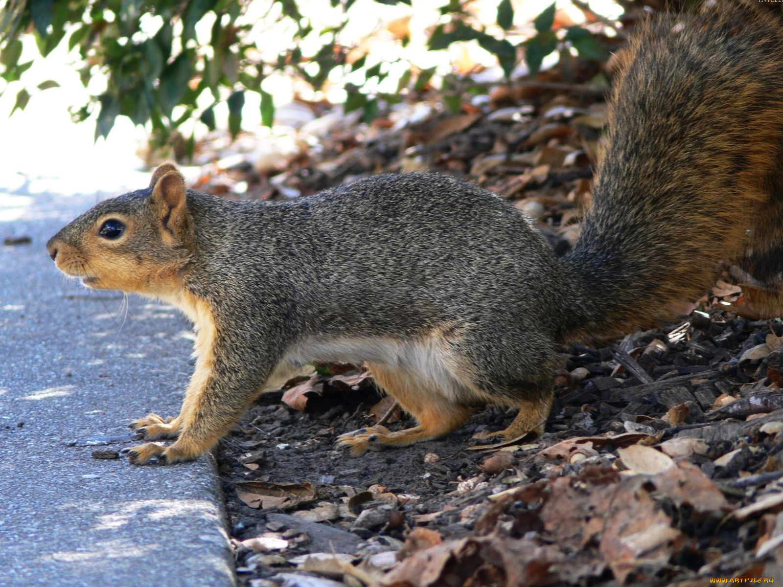 животные, белки