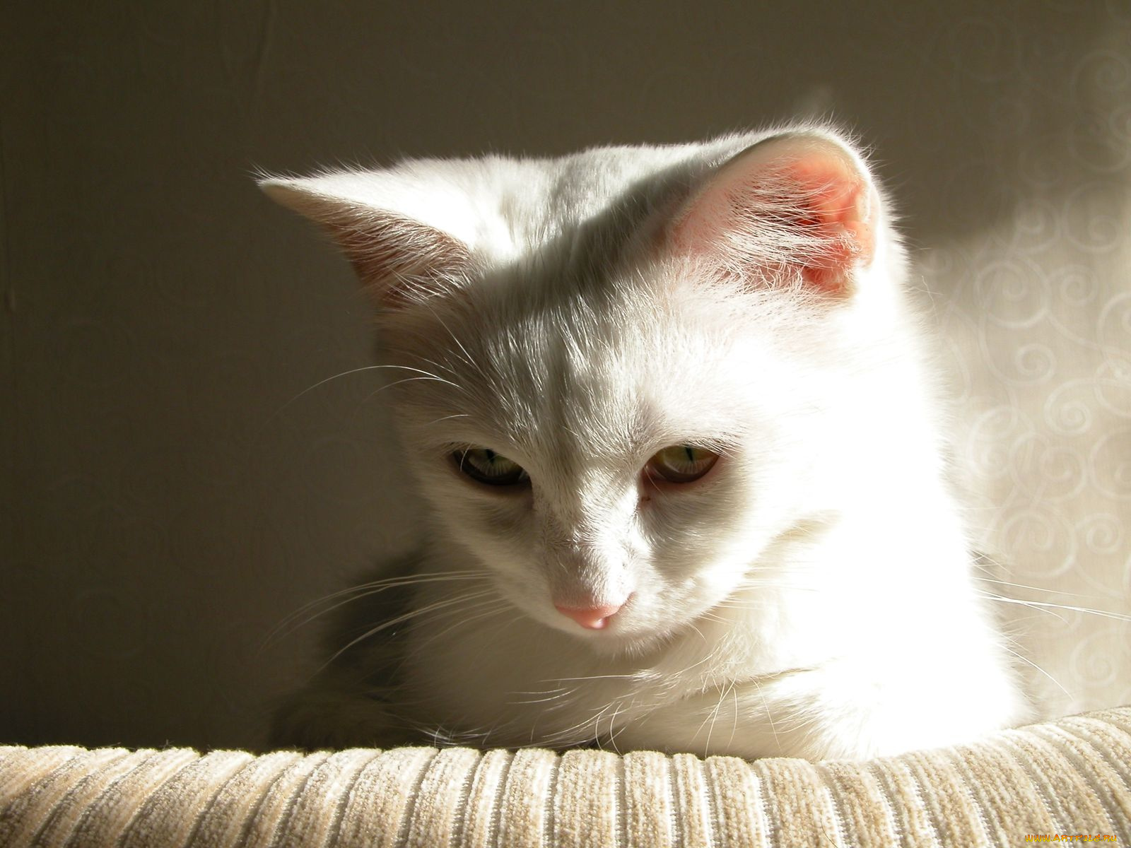 животные, коты