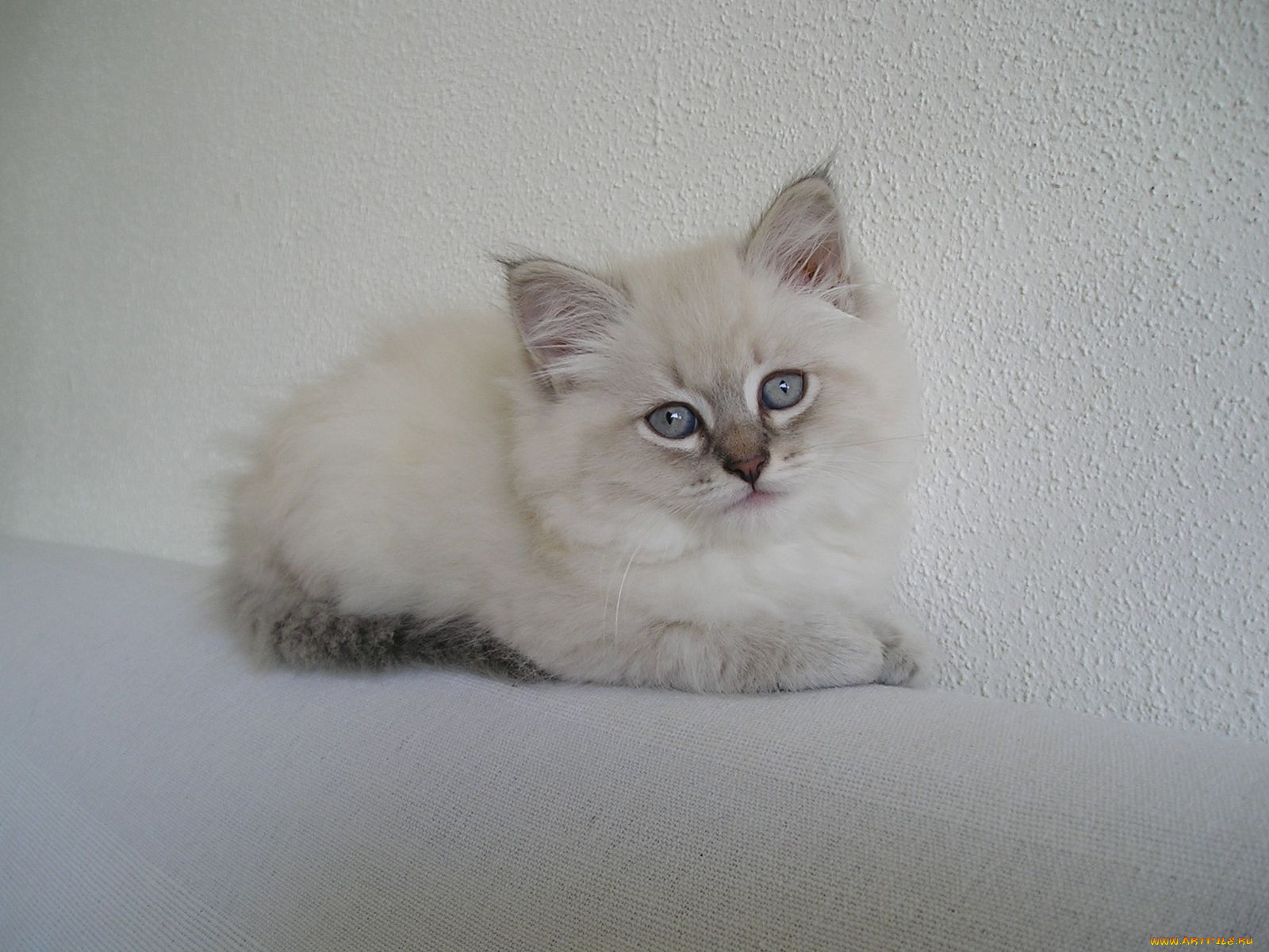 животные, коты